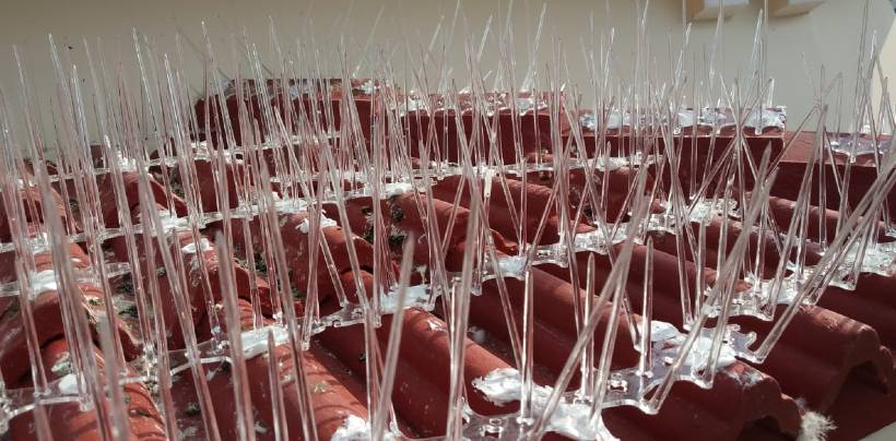 Bird Spikes & Pigeon Spikes In Kolkata | Call 9500322463 Service in Kolkata